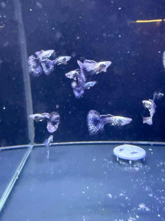 Purple Dragon Guppy