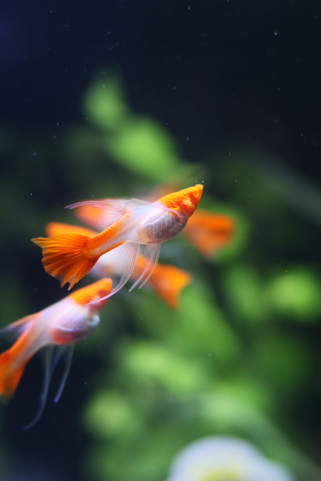 Koi Red Ear Ribbon Guppy