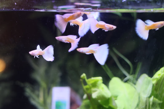 Albino Full White Guppy