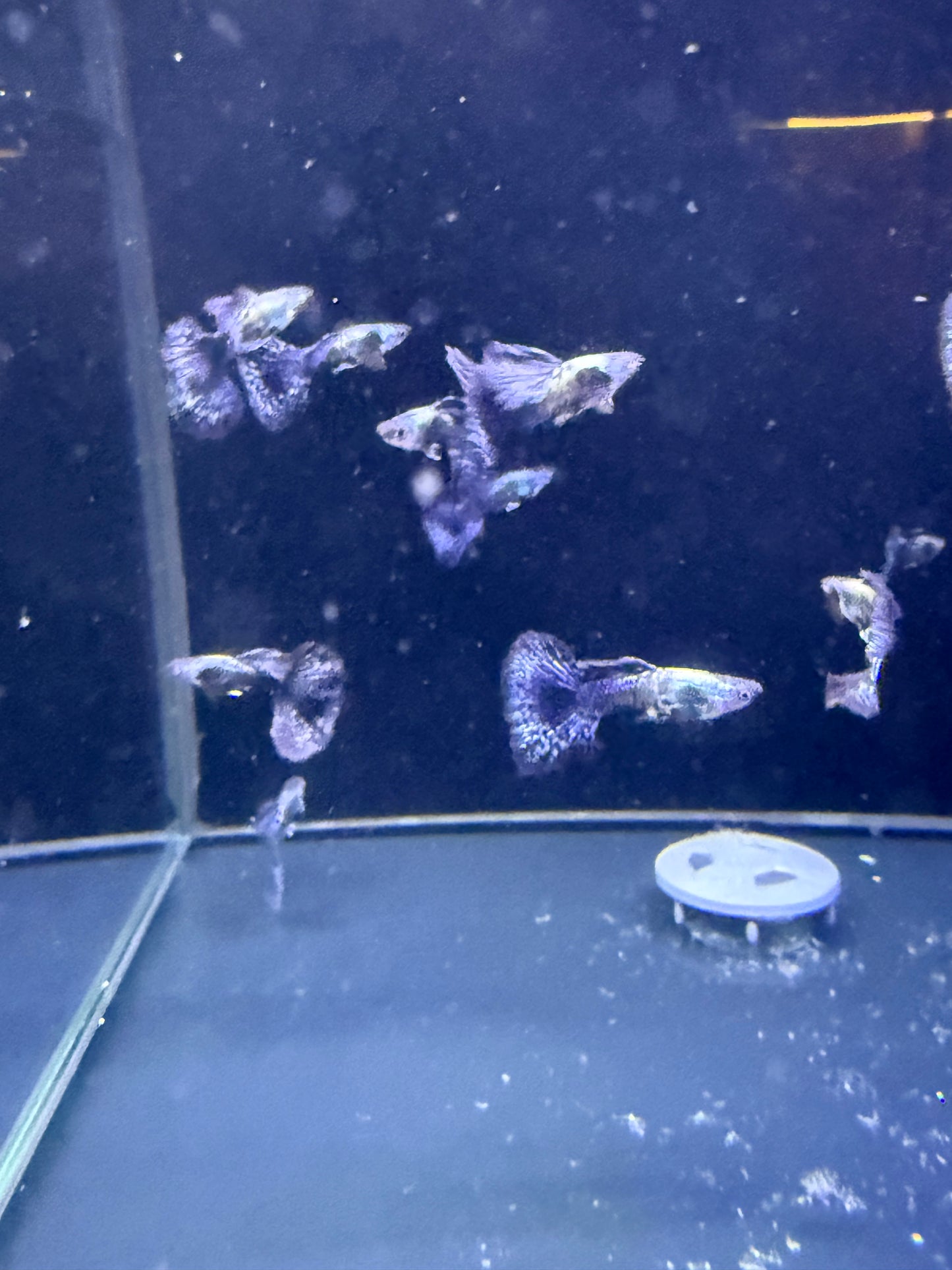 Purple Dragon Guppy