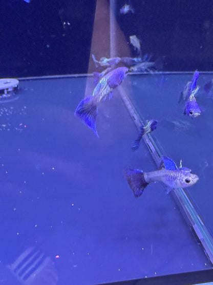 Metal Blue Guppy