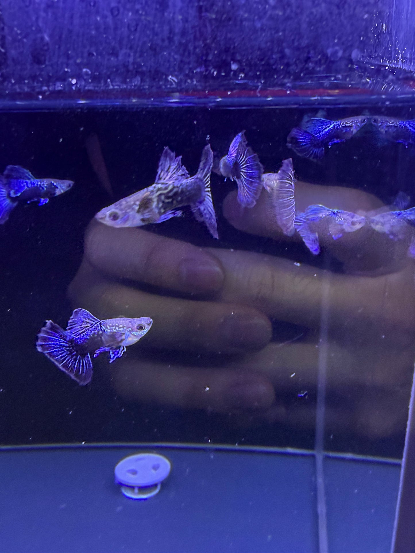 Blue Dragon Guppy