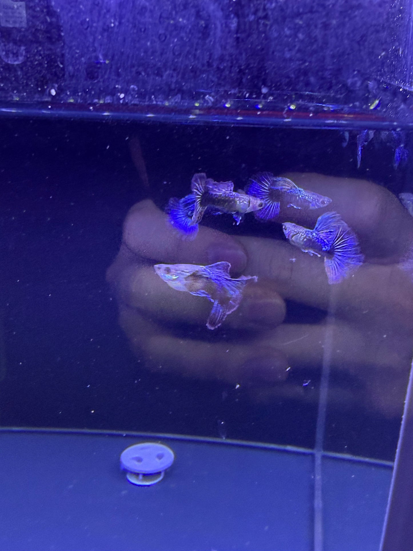 Blue Dragon Guppy