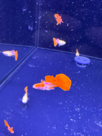 Albino Red Rose Guppy