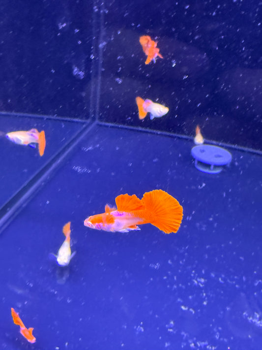 Albino Red Rose Guppy