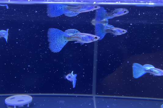 Blue Grass Guppy