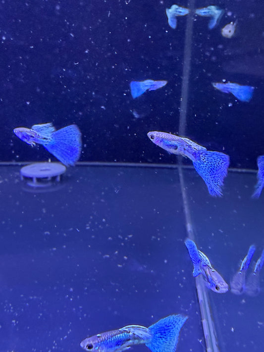 Blue Grass Guppy