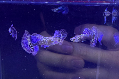 Several small guppy fish with iridescent blue, purple, and cream fins swimming in a dark aquarium tank, with a human hand reflected in the glass.