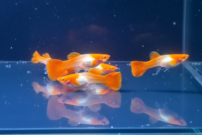 a group of koi red ear guppy swiming