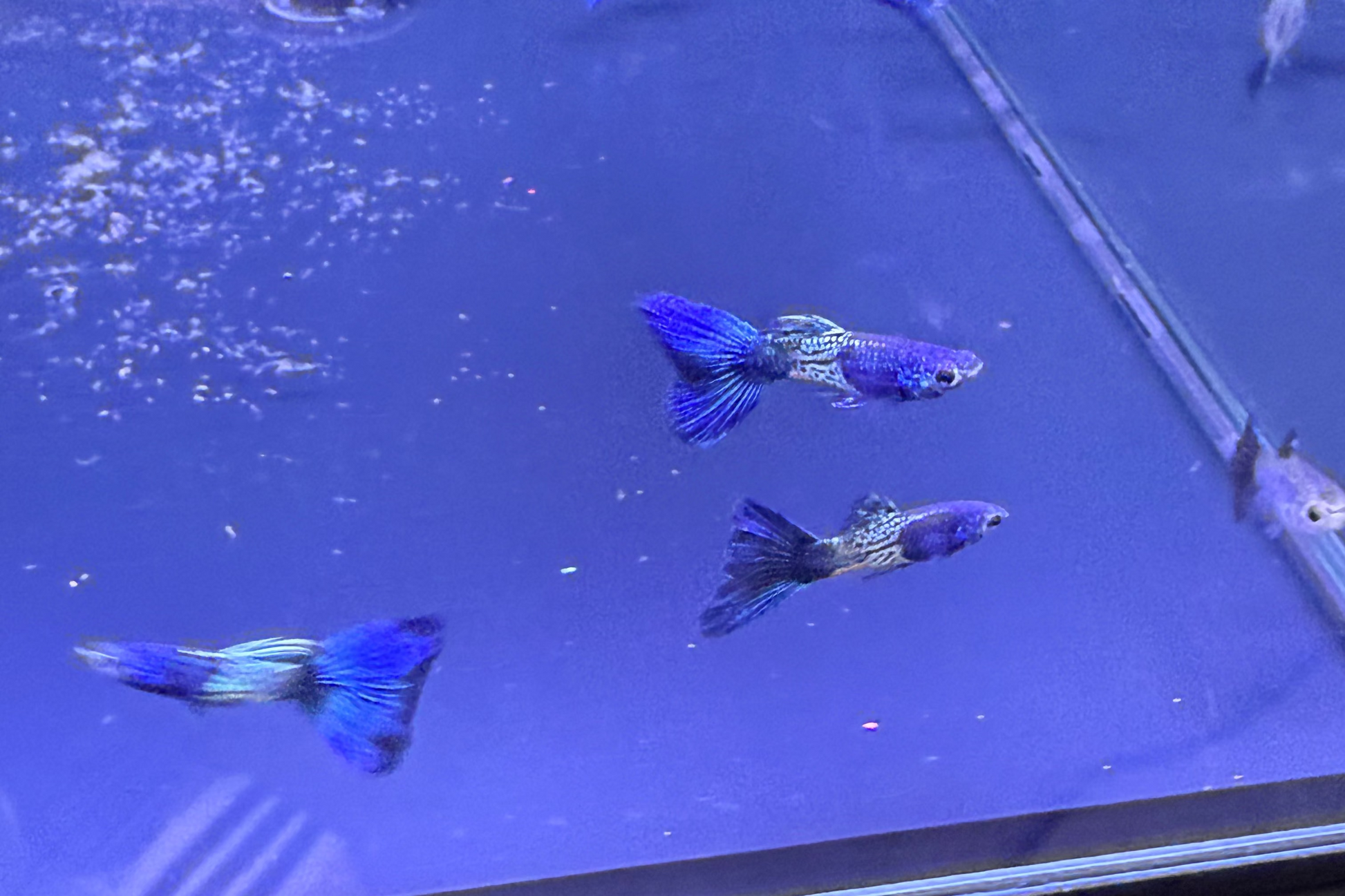 Several small blue and silver guppy fish swimming in a blue-tinted aquarium tank, with reflections and a hand faintly visible in the upper left corner.