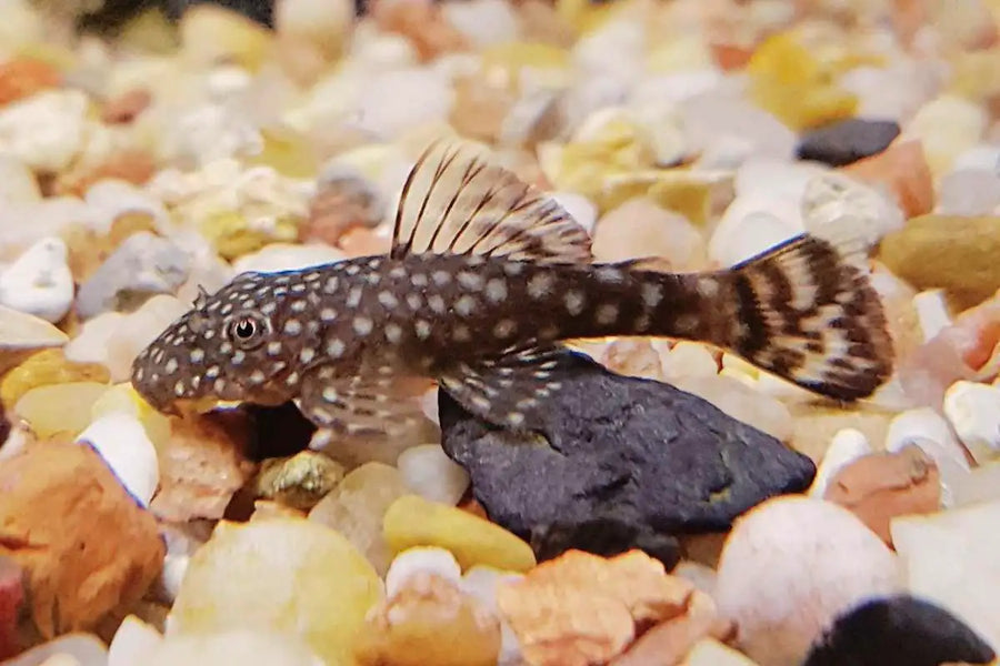 Fish swimming among colorful pebbles