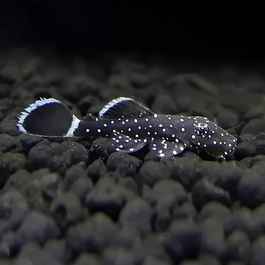 L183 Starlight Pleco