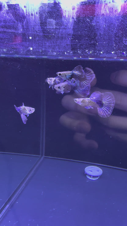 Blue Dragon Guppy