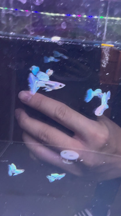 Blue Grass Guppy