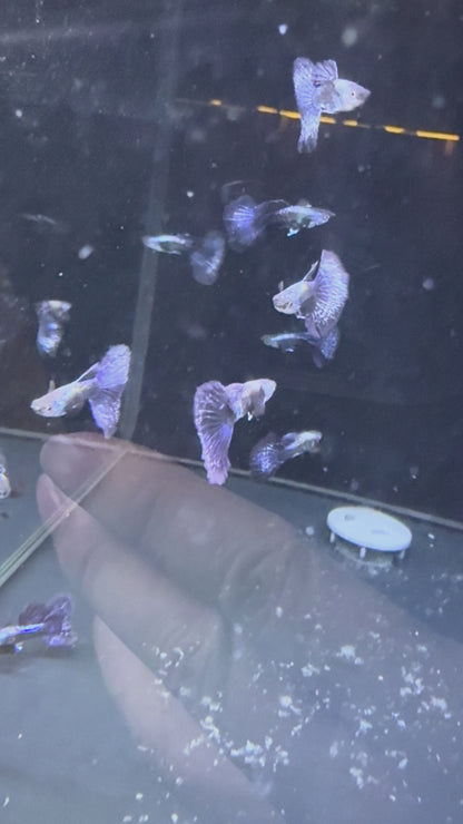 Purple Dragon Guppy