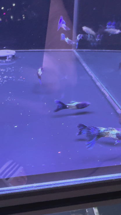 Metal Blue Guppy