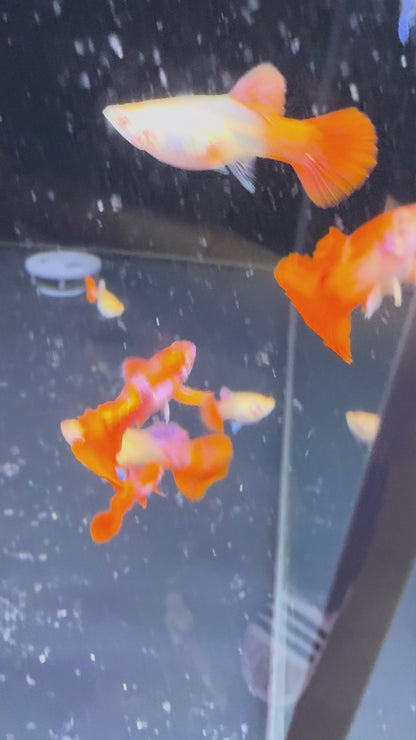Albino Red Rose Guppy