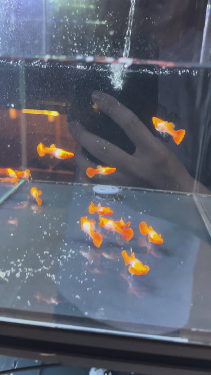 Koi Red Ear Guppy