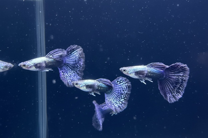 a group of purple dragon guppy swimming