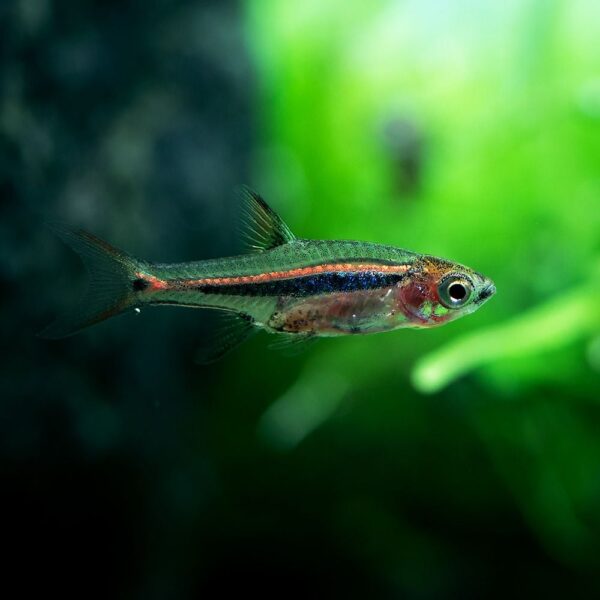 Fish - Boraras urophthalmoides - Least Rasbora - Image 2