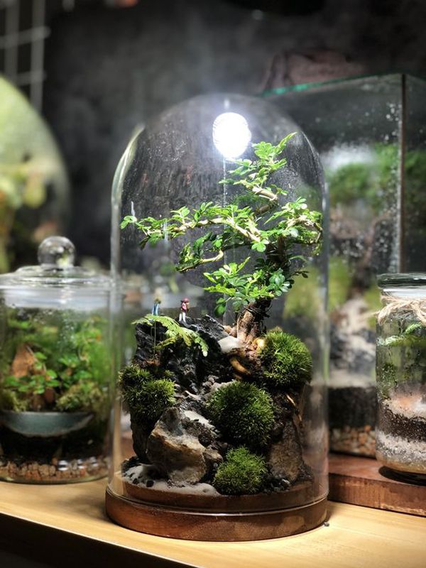 Terrariums & Supplies Category