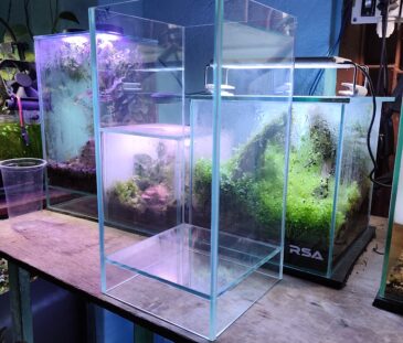 Elevated Style Tank – Terrarium with Transparent Lid (6×6×12 inch | 5mm Glass)